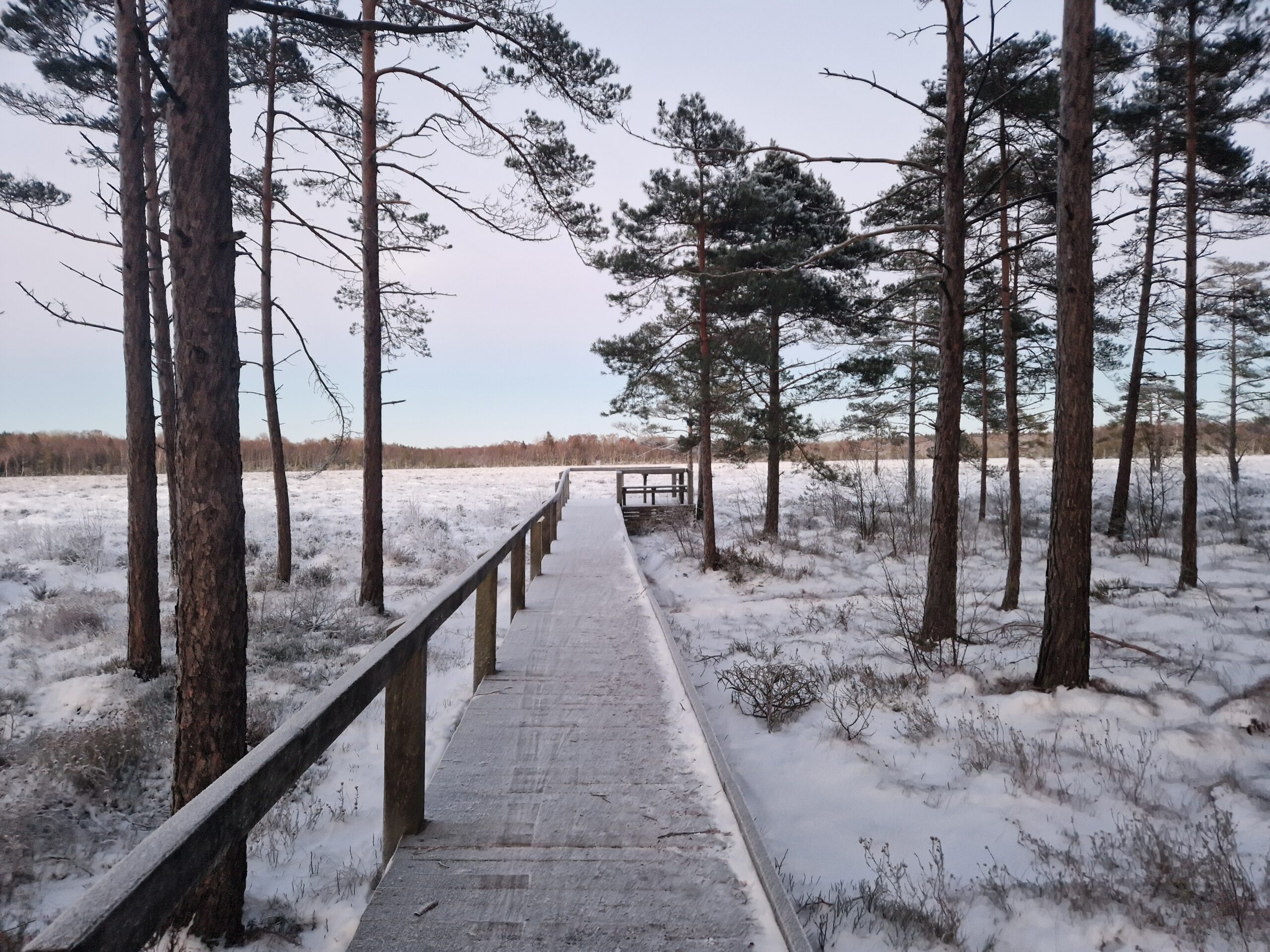 Spången till Traneröds Mosse. Vinterlandskap i eftermiddagsljus. Januari 2023.